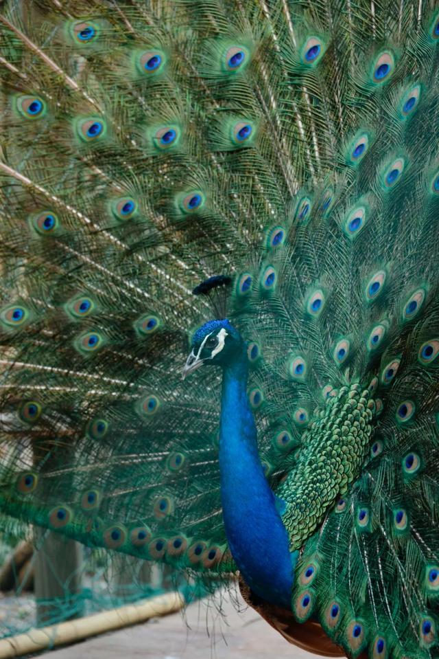 �����յ�ԭ����ֵ���������������100öʢ���̣�Ʒλ�߲�ײ����